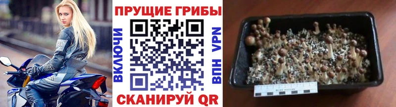 Псилоцибиновые грибы мицелий  как найти   Черемхово 